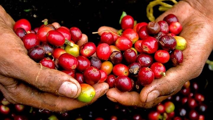 Latest domestic and global coffee prices on 10/24/2024