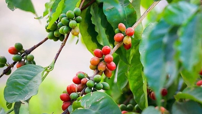 Latest domestic and global coffee prices on 10/12/2024