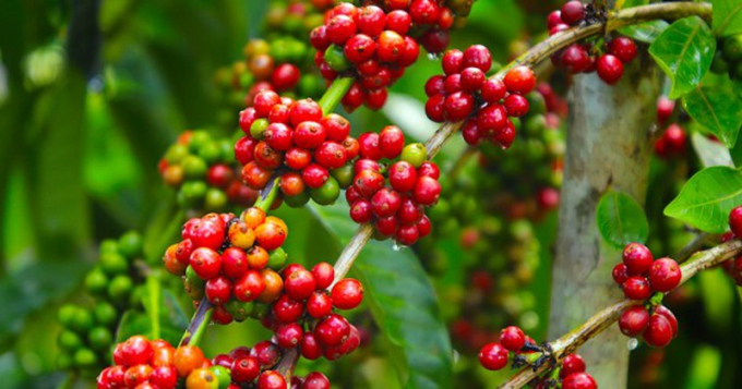 Latest domestic and global coffee prices on 10/08/2024