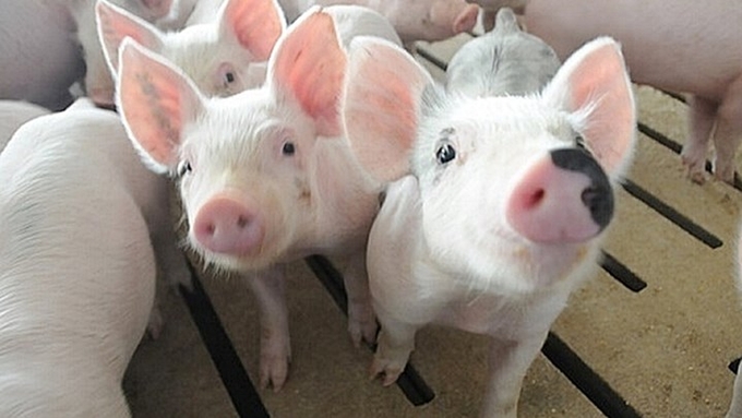 The latest prices of live pigs in the three regions on 10/15/2024