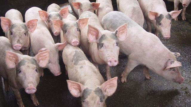 Latest live pig prices across the three regions on 10/24/2024