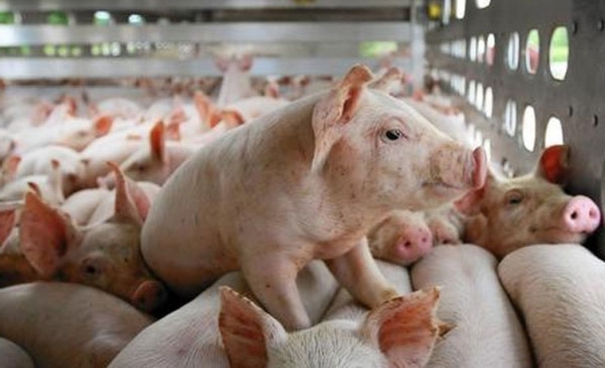 Latest live pig prices in the three regions on 10/16/2024