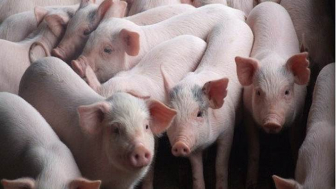 Live pig prices in the three regions on 10/17/2024