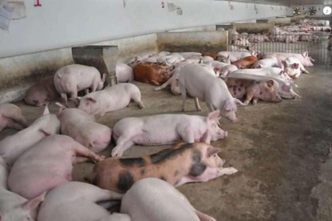 Latest live pig prices across 3 regions on 10/28/2024