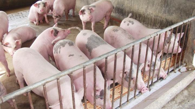 Latest live pig prices in all three regions on 10/18/2024