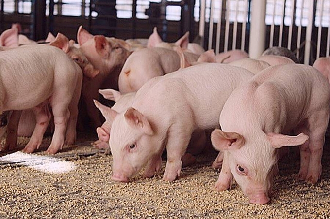 Latest live pig prices across three regions on 10/01/2024