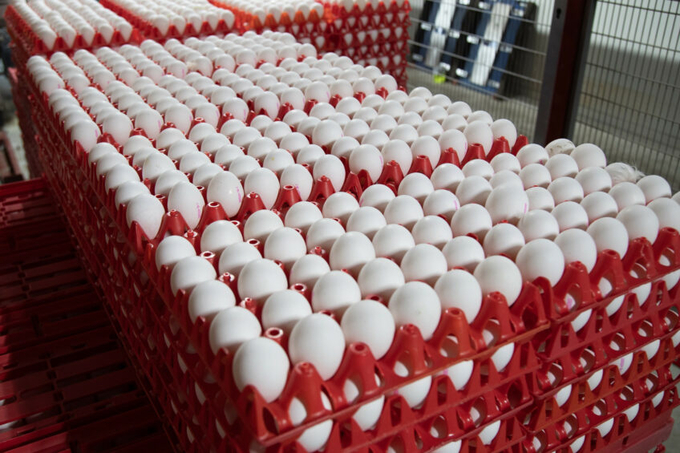 An egg surplus could push Ukrainian farmers to increase exports amid repeated complaints from European farmers over overwhelming imports from Ukraine. Photo: Hans Banus.