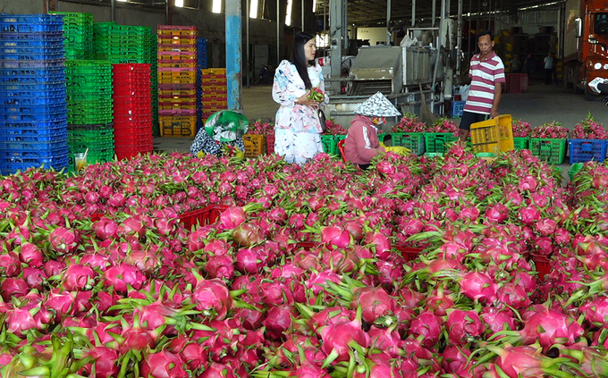 Currently, Binh Thuan dragon fruit is exported to 20 countries around the world. Photo: KS.