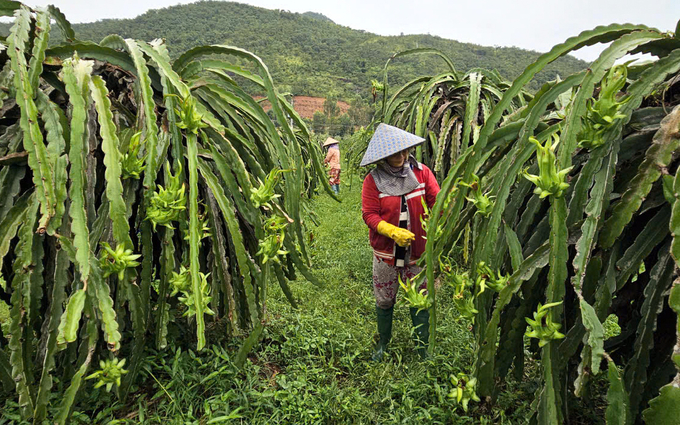 Farmers in Binh Thuan are tending to dragon fruit. Photo: KS.