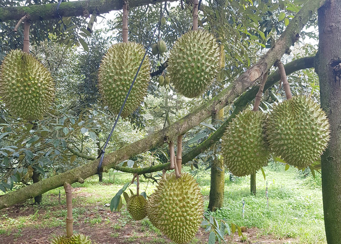 Durian is a key product that helped Vietnam's fruit and vegetable exports surpass a record in 2023. Photo: Son Trang.