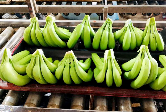 Vietnamese bananas account for over 40% of China's imported banana market share. Photo: Son Trang.