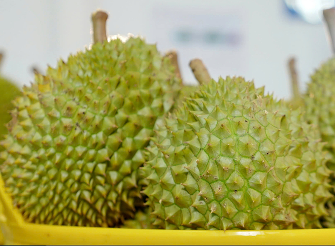 Durian - the number one exported fruit by Vietnam at present. Photo: Nguyen Thuy.