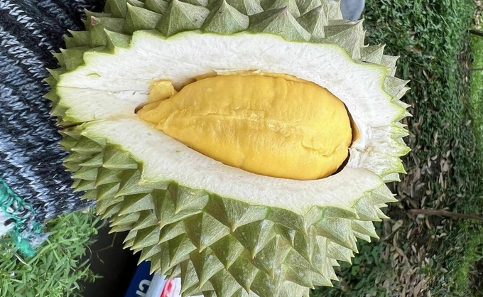 Durian at the Gardens in the Mekong Delta. Photo: Manh Khuong