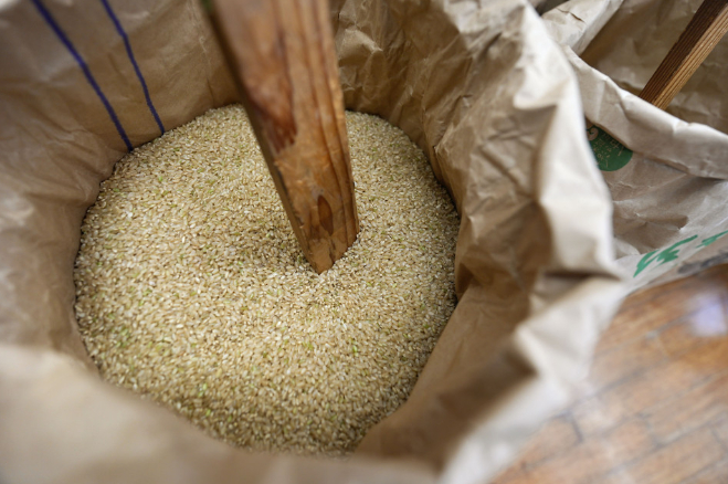 Photo taken on Oct. 18, 2024, shows newly harvested rice in Tokyo, as wholesale rice prices hit their highest level in 31 years. 