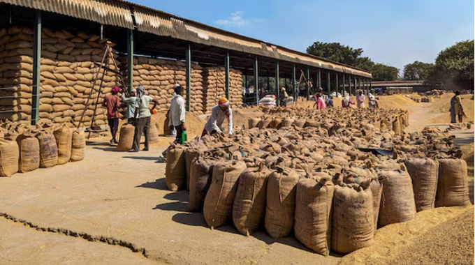 Workers weigh and pack paddy bags at Sitapur market, in the northern state of Uttar Pradesh, India October 20, 2023. 