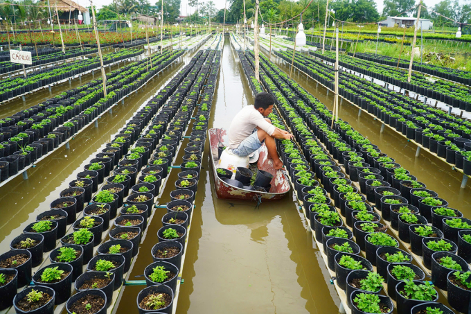 Mr. Dang Van Ut canoe to take care of the colorful raspberry chrysanthemum garden. Photo: Ngoc Tai