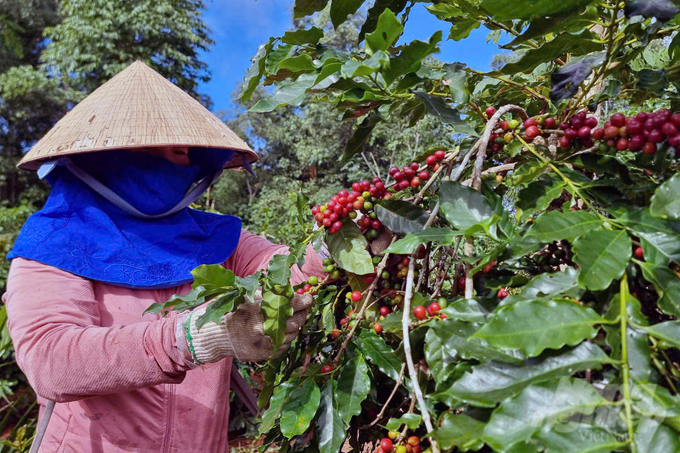 The productivity and quality of coffee in Huong Hoa district are steadily increasing. Photo: Vo Dung.