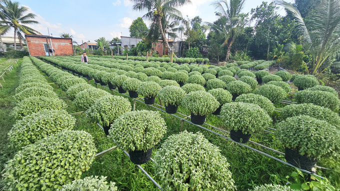 Pots of slow-blooming raspberry daisies were left to wither on the trellis. Photo: Hoang Nam