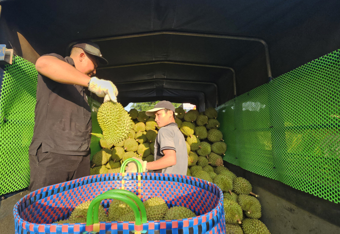 Workers load durian onto trucks at the purchasing warehouse in My Loi A commune at noon on November 11. Photo: Hoang Nam