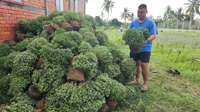 Hundreds of slow-blooming raspberry chrysanthemums were thrown away along the road in Long Thoi commune. Photo: Hoang Nam