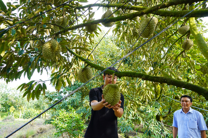 Mr. Pham Minh Tung's durian garden was lucky enough to survive the storm. Photo: Hoang Nam