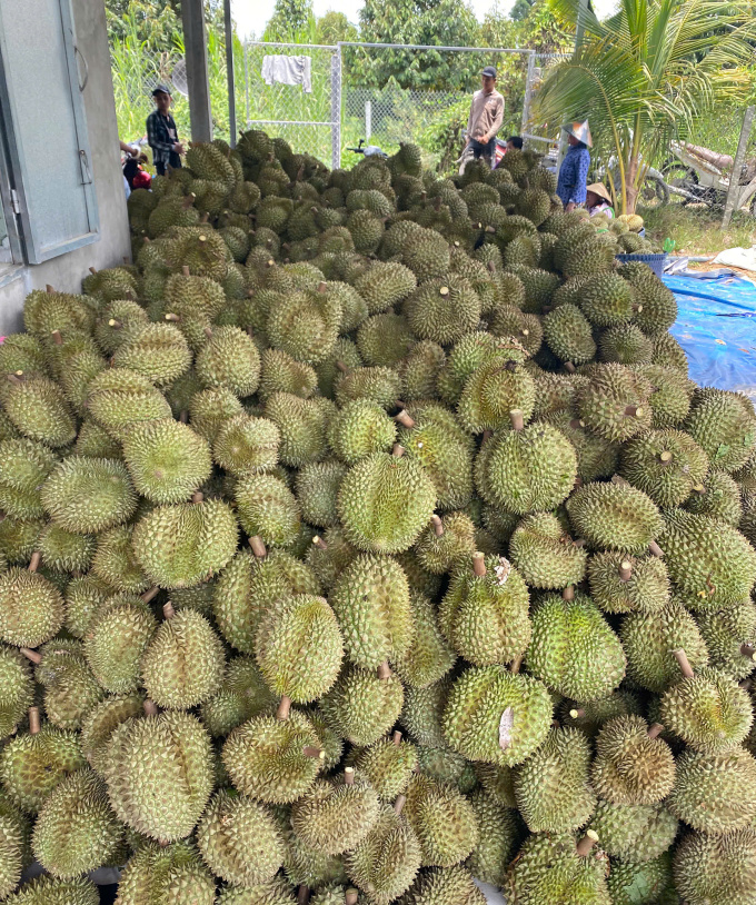 Harvesting durian off-season at My Loi A, Cai Be. Photo: Hoang Nam