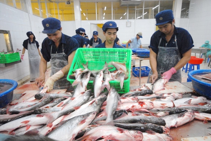 The growth of catfish exports in various markets is uneven due to fierce competition from other countries and different types of white fish products.