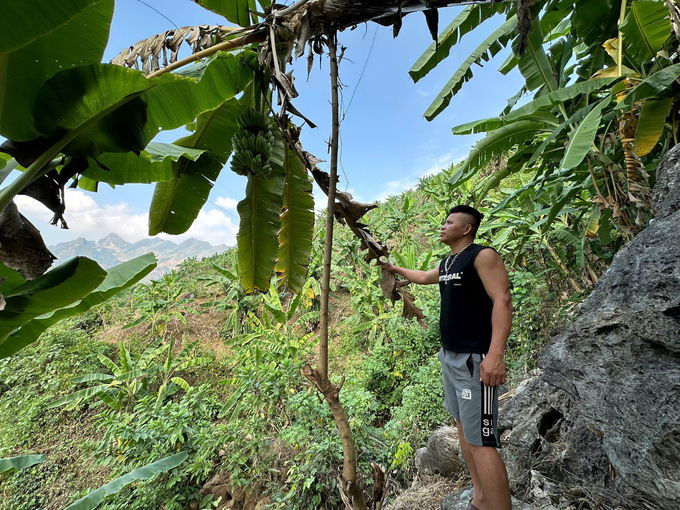 Mr. Quang Van Phi is always deeply concerned about the development of banana varieties in the commune. Photo: Duc Binh.