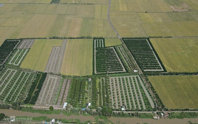 After Tam successfully planted durian in acidic soil, many farmers followed suit. Photo: Ngoc Tai