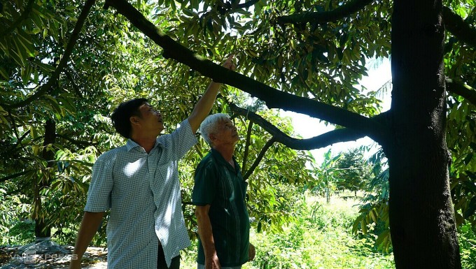 Tam's garden became a place to share durian growing experience with many farmers in the area. Photo: Ngoc Tai