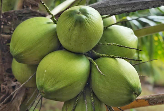 The United States increased its imports of fresh coconuts from Vietnam, but it decreased its imports from markets such as the Dominican Republic and Thailand. Photo: Son Trang.