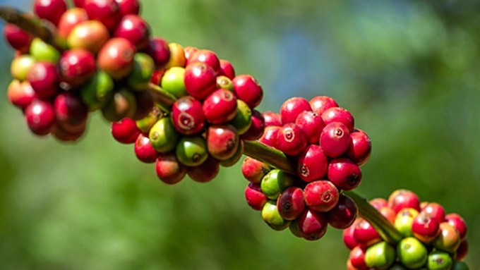 Latest domestic and global coffee prices on November 17, 2024