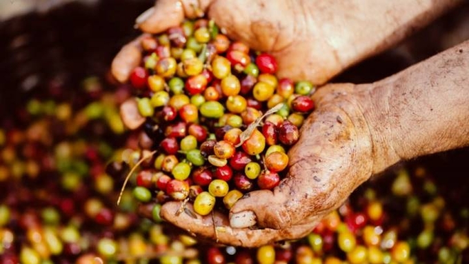 Latest domestic and global coffee prices on 10/31/2024