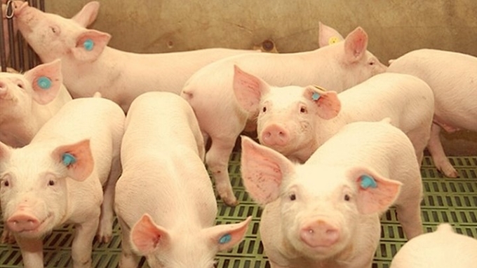 Latest live pig prices across the three regions on November 28, 2024