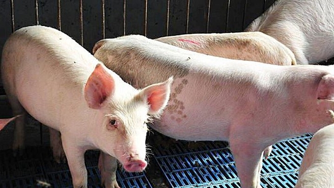 Latest live pig prices in the three regions on November 25, 2024