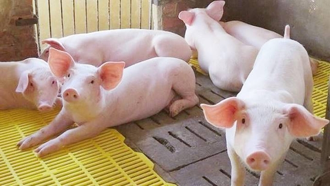 The latest live pig prices across the 3 regions on November 13, 2024