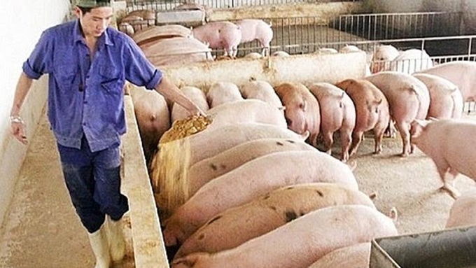 Latest live pig prices in 3 regions on 11/03/2024