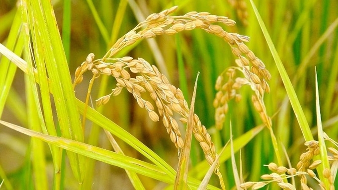 Latest rice prices update on November 25, 2024