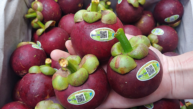 In addition to exports to the Netherlands, Gia An only has sufficient mangosteen to supply major domestic markets such as Da Lat, Hanoi, and Ho Chi Minh City. All products are labeled with traceability tags. Photo: Hong Thuy.