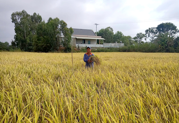 A ripe rice field in the Mekong Delta. Photo: Son Trang.