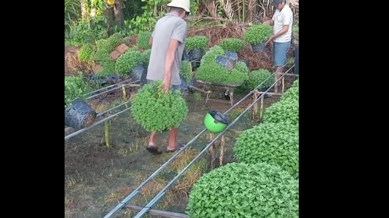 Gardeners are impatient because the raspberry chrysanthemums sold during Tet are slow to flower