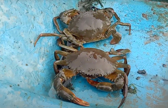 Freshly harvested sea crabs. Photo: Son Trang.