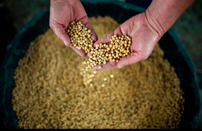 Soybeans are harvested in Nebraska. Photo: AFP.