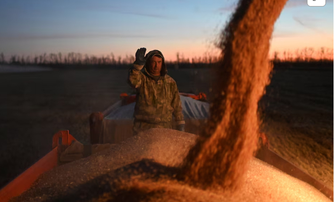 A farmer watches a combine loading wheat into a truck during harvesting in a field of a local agricultural enterprise in the Cherlaksky district of the Omsk region, Russia, October 4, 2024. 