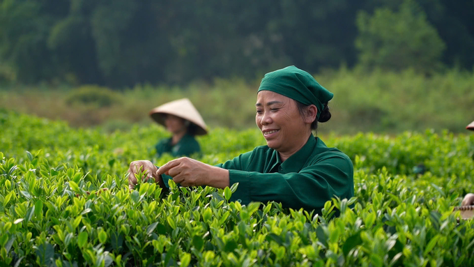 With an output of 214,300 tons in 2022, Vietnam ranks 5th globally in tea production. Photo: HT.