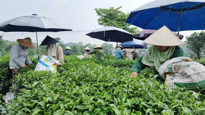 Vietnam needs to continue researching and applying new tea varieties.