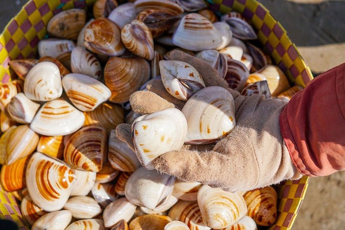 The coastal region of Nam Dinh in the Nghia Hung and Giao Thuy districts has favorable conditions for developing bivalve mollusc farming areas, including clams.