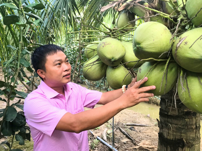 Tra Vinh province currently has 28,000 hectares of coconut, of which nearly 6,000 hectares are organic coconut. 