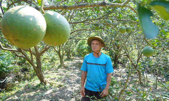 Mr. Tran Long Son is worried that the grapefruit garden will lose productivity and lose young fruit due to early and unusually high salinity. Photo: Nam An