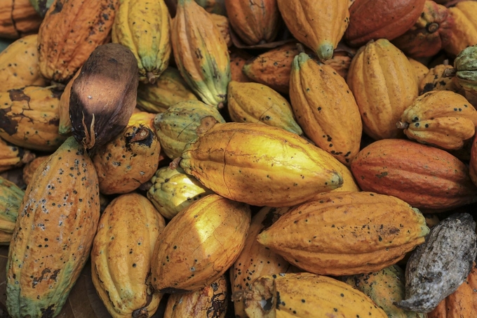 Cocoa prices have almost tripled this year as faltering production in West Africa spurred massive supply shortages.